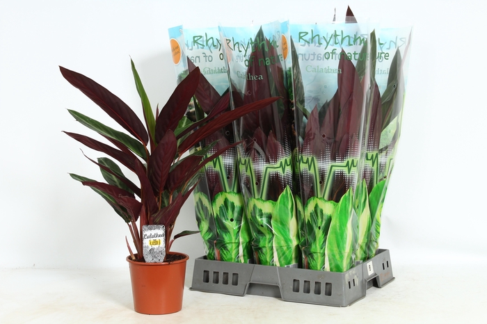 <h4>STROM SA STRIPESTAR</h4>