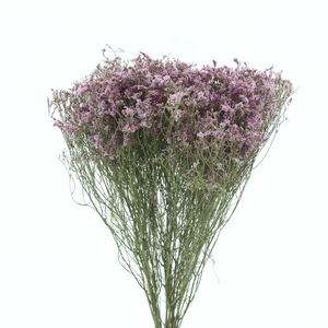 Dried Limonium Pink