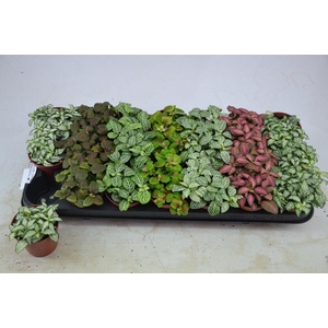 .Fittonia gemengd 7 kleuren