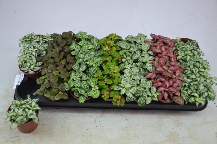 <h4>.Fittonia gemengd 7 kleuren</h4>