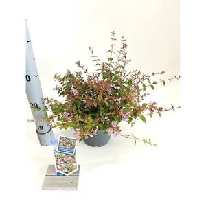Abelia ‘Edward Goucher’