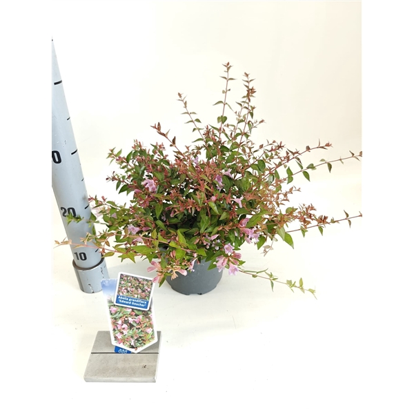 <h4>Abelia ‘Edward Goucher’</h4>