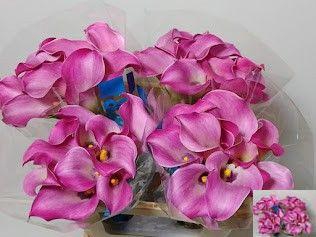 <h4>ZANT FANTASIA</h4>