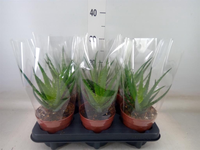 <h4>Aloe arborescens</h4>