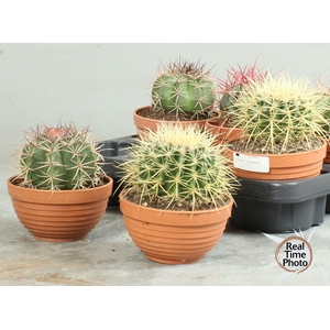 CACTUS OV