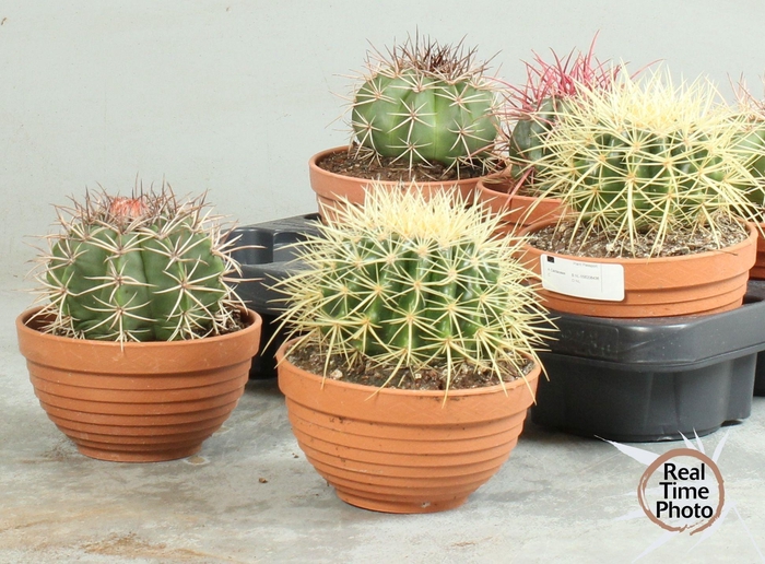 <h4>CACTUS OV</h4>