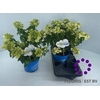 Hydrangea pan. 'Bloomulus Cumra'