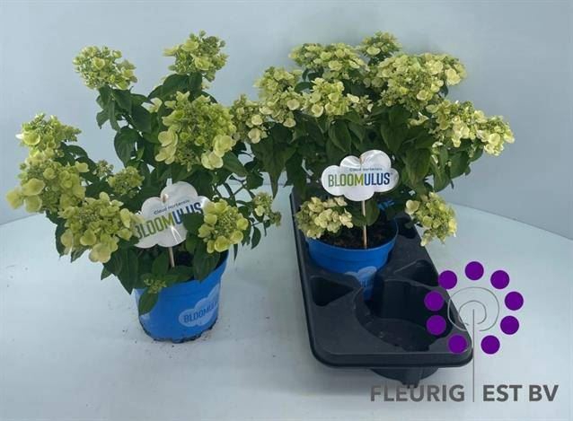 Hydrangea pan. 'Bloomulus Cumra'