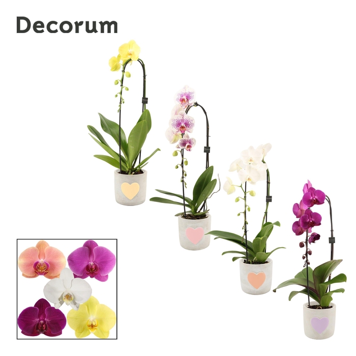 <h4>Phalaenopsis cascade 1 tak mix in Jolijn (Sympathetic moods-coll</h4>