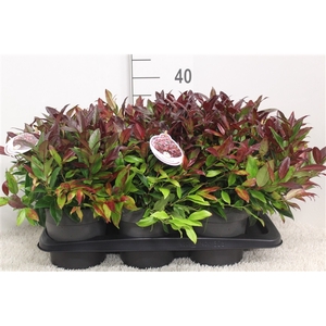 Leucothoe axillaris 'Zeblid' P17 potgekweekt