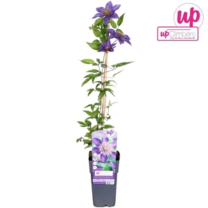 Clematis Multi Blue