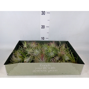 Tillandsia