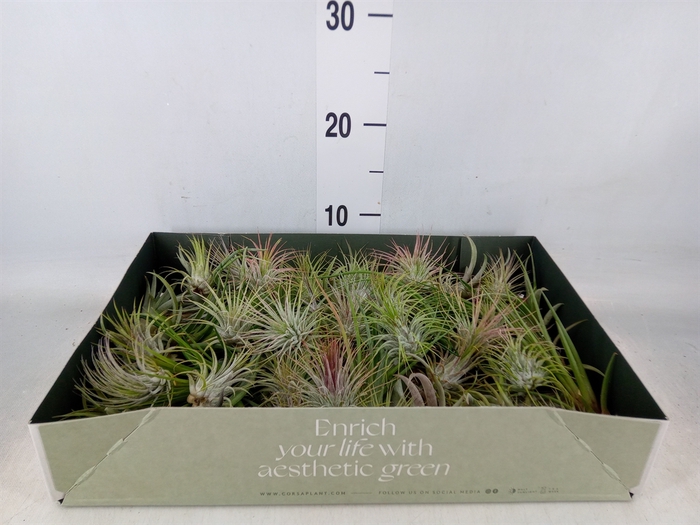 <h4>Tillandsia</h4>
