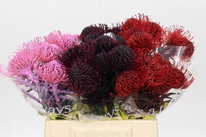 <h4>Nutans Painted Mix</h4>