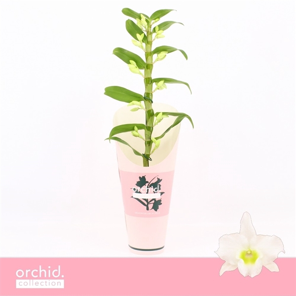 <h4>Dendrobium Nobilé, Apollon 1-spike 'Orchid Collection' Potcover</h4>