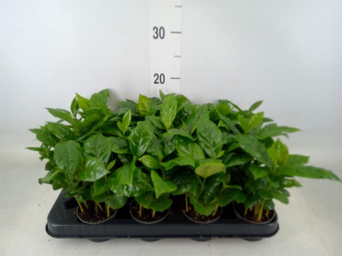<h4>Coffea arabica</h4>