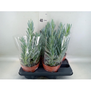 Curio ficoides 'Mount everest'