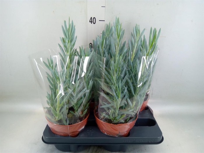 <h4>Curio ficoides 'Mount everest'</h4>