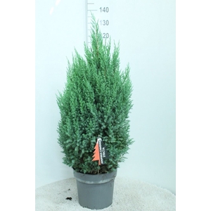 Juniperus chinensis 'Stricta'
