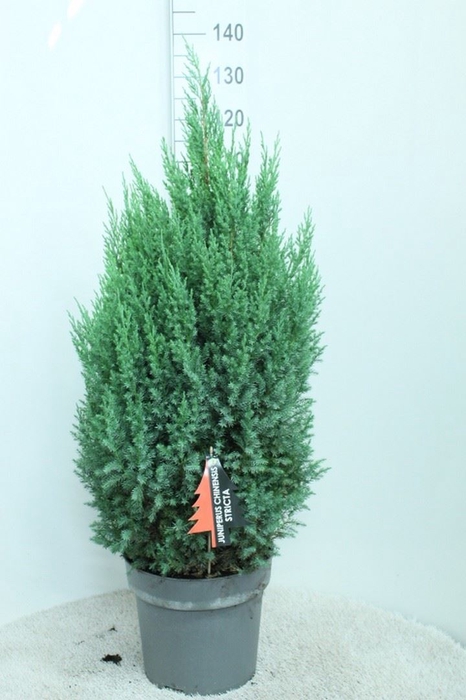 <h4>Juniperus chinensis 'Stricta'</h4>