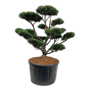 Pinus mugo 'Gnom'