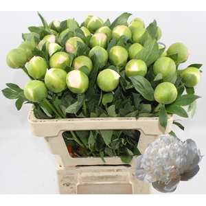 PAEO COL OWEN COUSIN