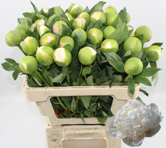 <h4>PAEO COL OWEN COUSIN</h4>