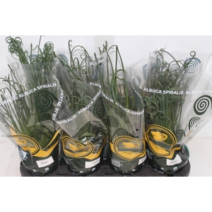 ALBUCA SPIRALIS P14 SEM FLOR