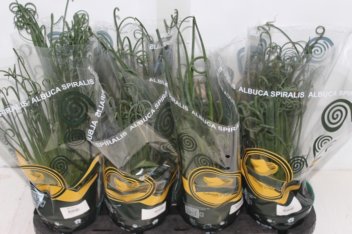 <h4>ALBUCA SPIRALIS P14 SEM FLOR</h4>