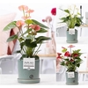Anthurium mix in P&PURE Lauren ceramics