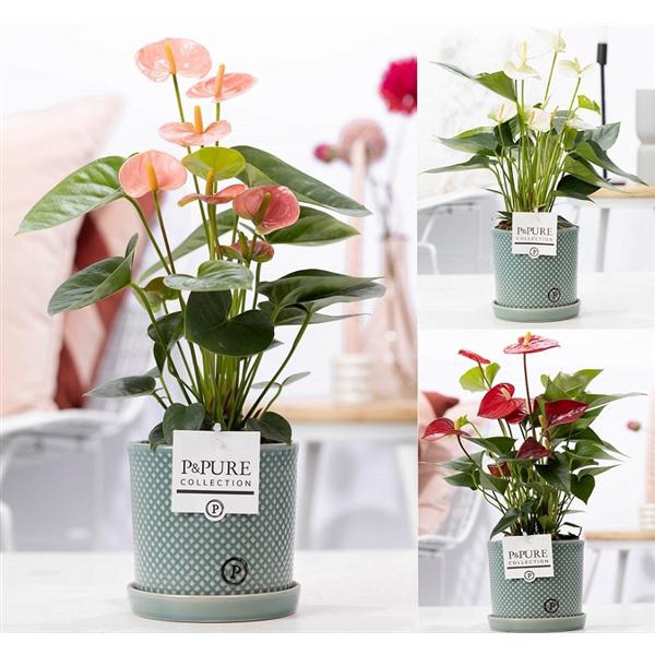<h4>Anthurium mix in P&PURE Lauren ceramics</h4>