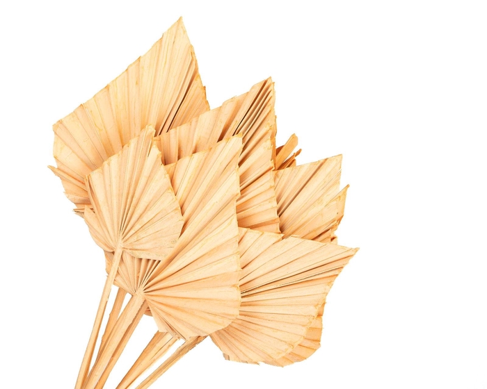 <h4>Palm Spear Coral Misty</h4>