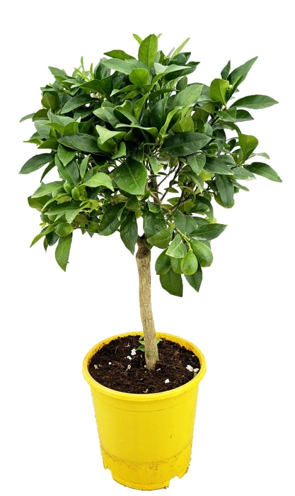 <h4>Citrus limequat</h4>