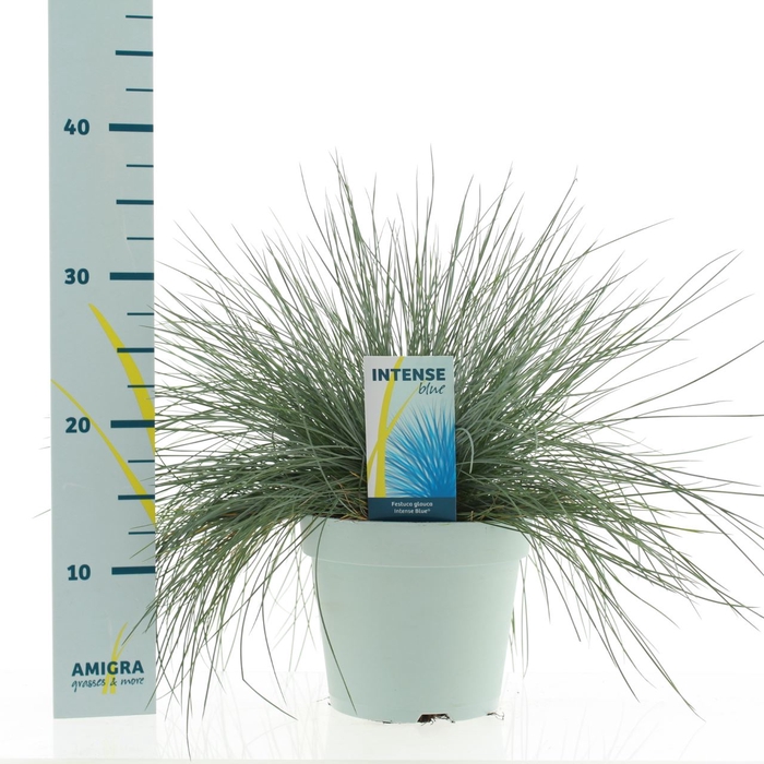 <h4>Festuca glauca 'Intens Blue'</h4>