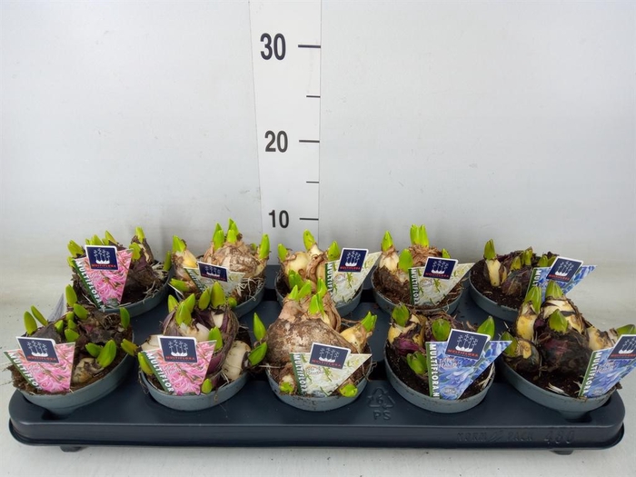 <h4>Hyacinthus orie. 'Multifl' ..mix 3</h4>