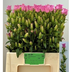 Camp M Champion Pink