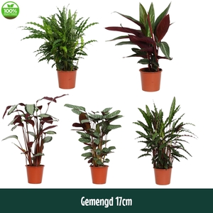 Calathea 17cm gemengd - Living