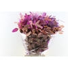 Euca Populus Berry Purple Mix 300 Gram