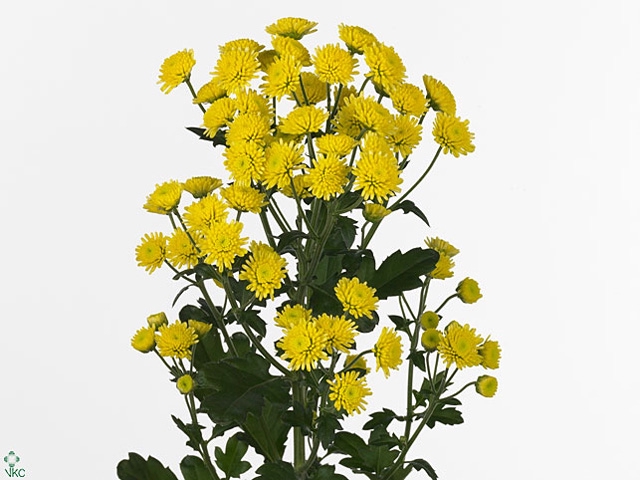 Chr T Stallion Yello