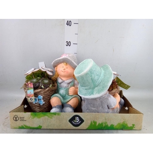 Arr.  Sempervivum L%