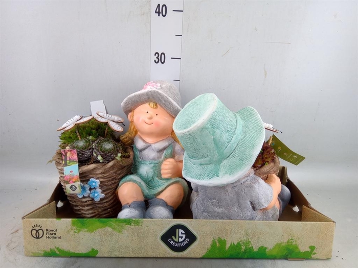 <h4>Arr.  Sempervivum L%</h4>