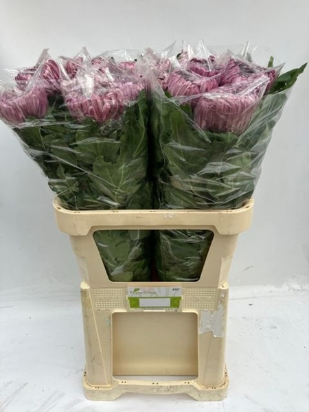 <h4>CHR G SHEER PURPL</h4>