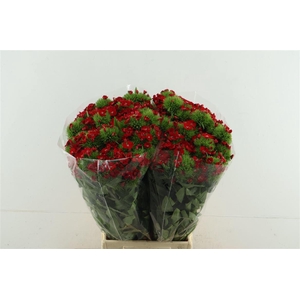 Di Barb Aldo Red 55cm