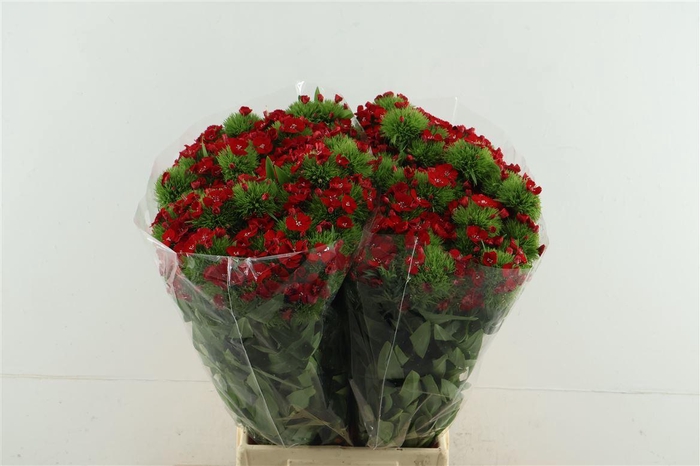 <h4>Di Barb Aldo Red 55cm</h4>