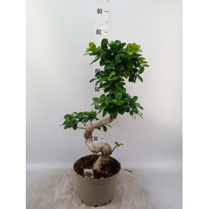 Ficus microcarpa 'Ginseng'