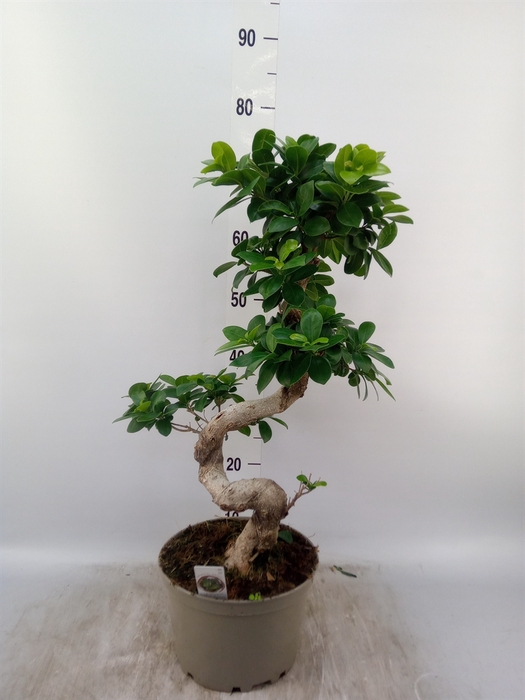 <h4>Ficus microcarpa 'Ginseng'</h4>