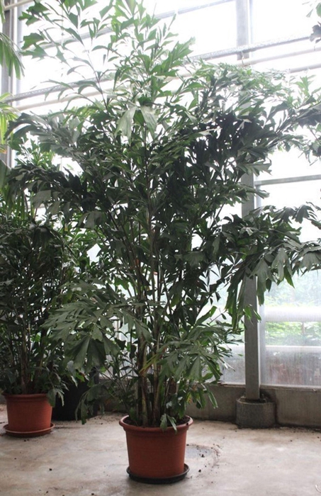 <h4>Caryota mitis</h4>