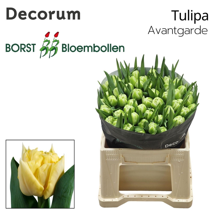 <h4>Tu Du Avant Garde</h4>