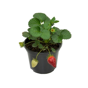 MORANGO ORNAMENTAL P14
