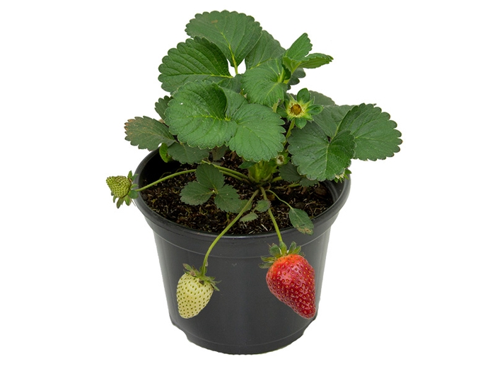 <h4>MORANGO ORNAMENTAL P14</h4>